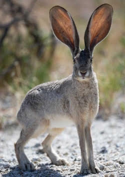 Jackrabbits